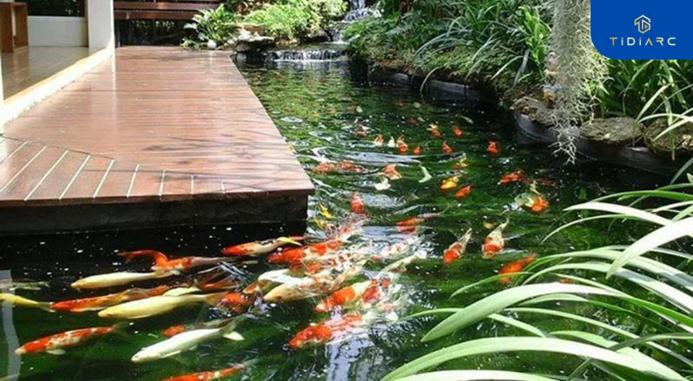 biệt thự có hồ cá Koi đẹp