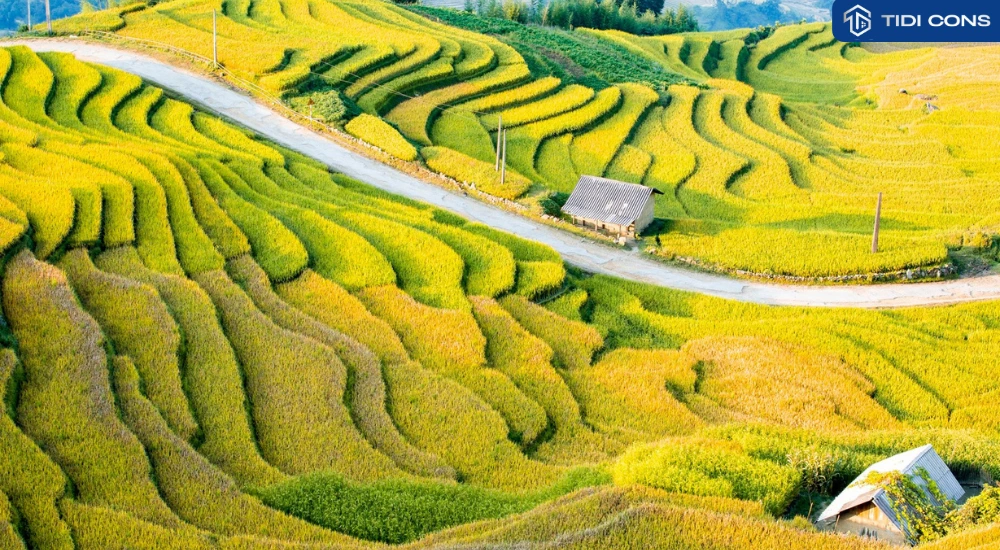 phượt y tý